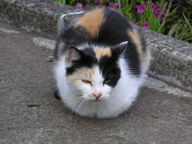 f:id:garadanikki:20150414215630j:plain