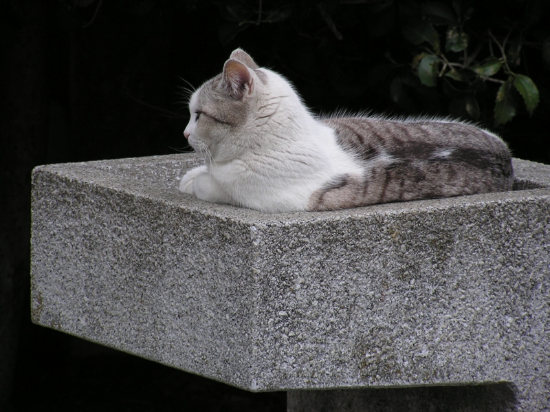 f:id:garadanikki:20150416004302j:plain