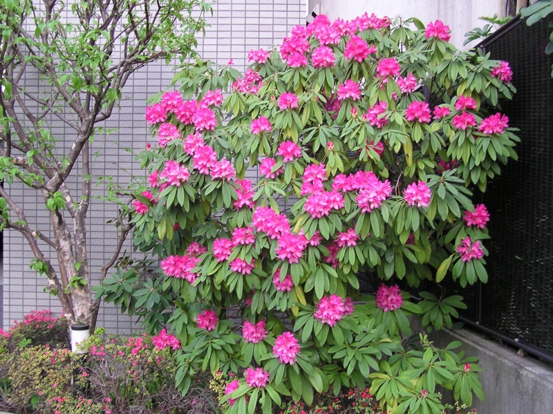 f:id:garadanikki:20150418171444j:plain