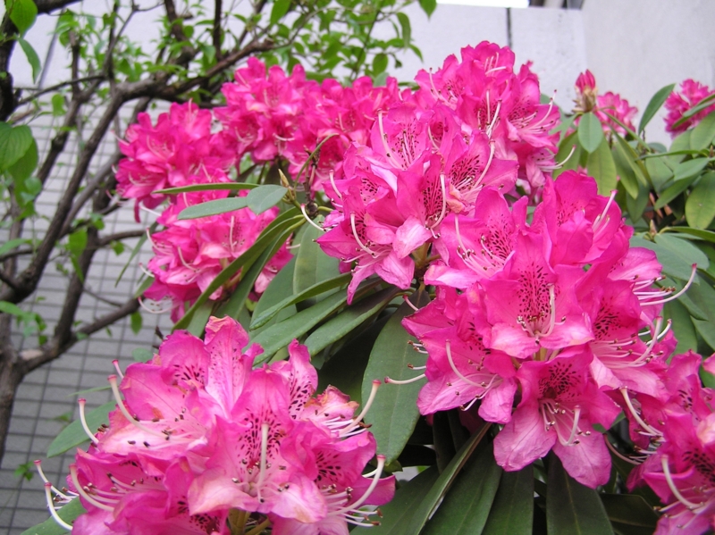 f:id:garadanikki:20150418171445j:plain