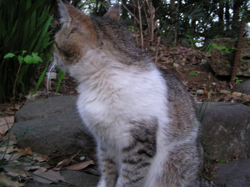 f:id:garadanikki:20150419113000j:plain