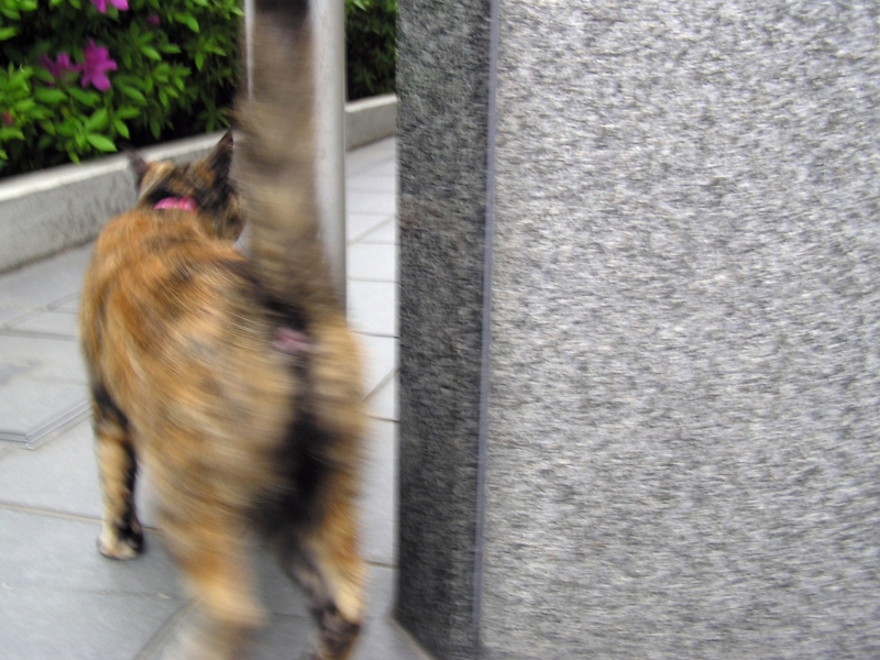 f:id:garadanikki:20150422113533j:plain