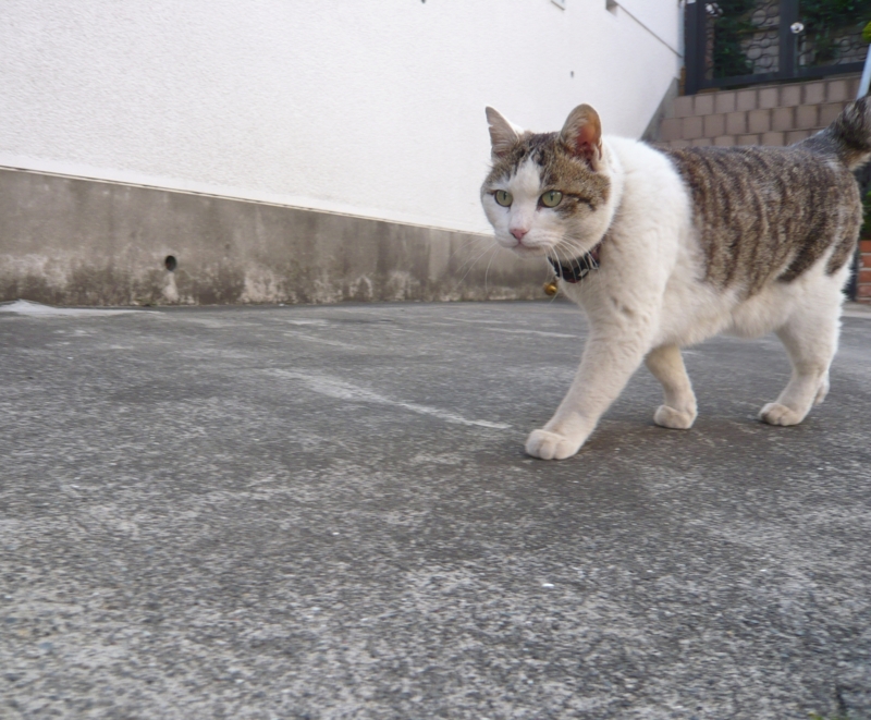 クリックすると大きくなります f:id:garadanikki:20150514160601j:plain