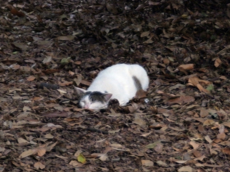 f:id:garadanikki:20150607000508j:plain f:id:garadanikki:20150607000508j:plain