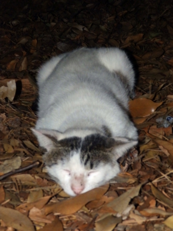 f:id:garadanikki:20150607000511j:plain