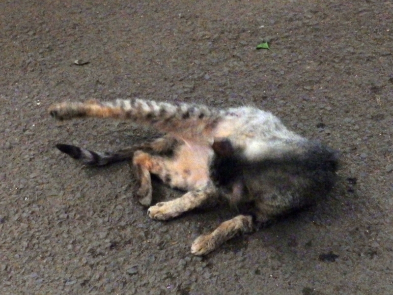 f:id:garadanikki:20150607000513j:plain f:id:garadanikki:20150607000513j:plain