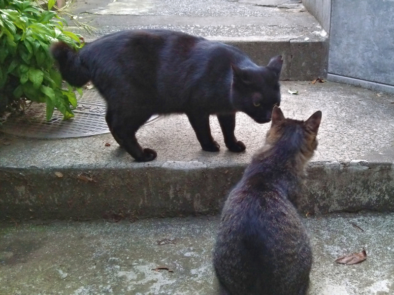 f:id:garadanikki:20150611183041j:plain