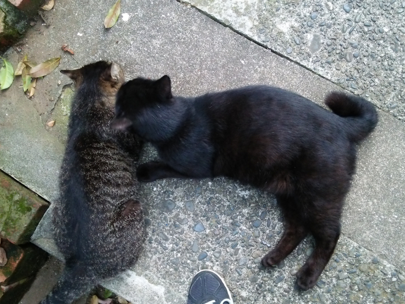 f:id:garadanikki:20150611183119j:plain