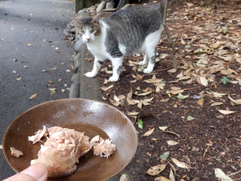 f:id:garadanikki:20150614115055j:plain