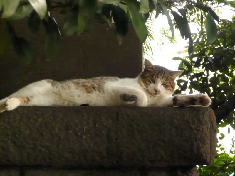 f:id:garadanikki:20150614115106j:plain