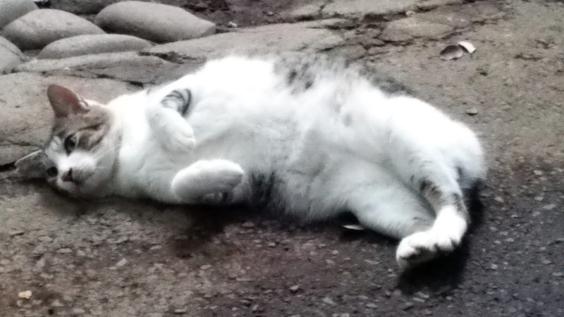 f:id:garadanikki:20150618172718j:plain