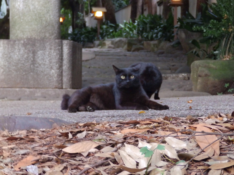 f:id:garadanikki:20150618182810j:plain