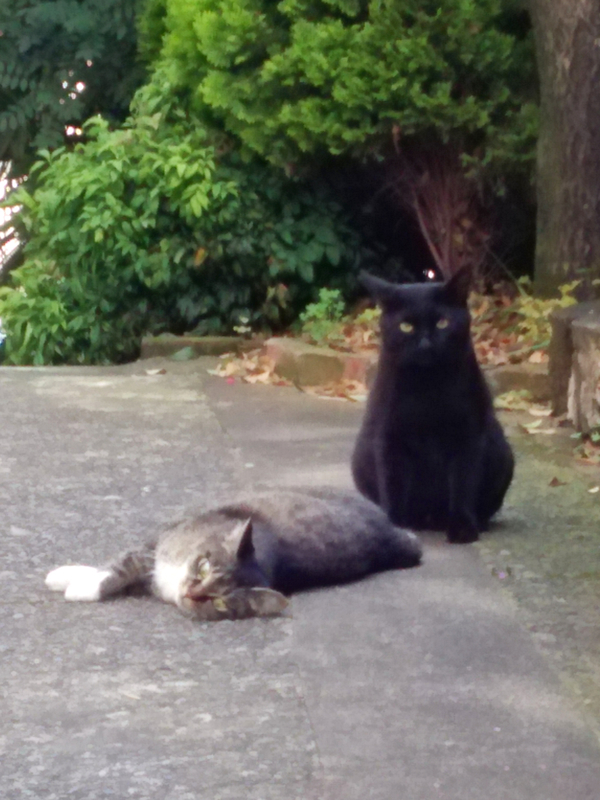 f:id:garadanikki:20150623153447j:plain