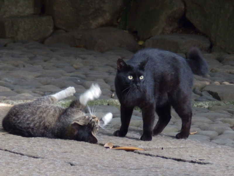 f:id:garadanikki:20150623161158j:plain