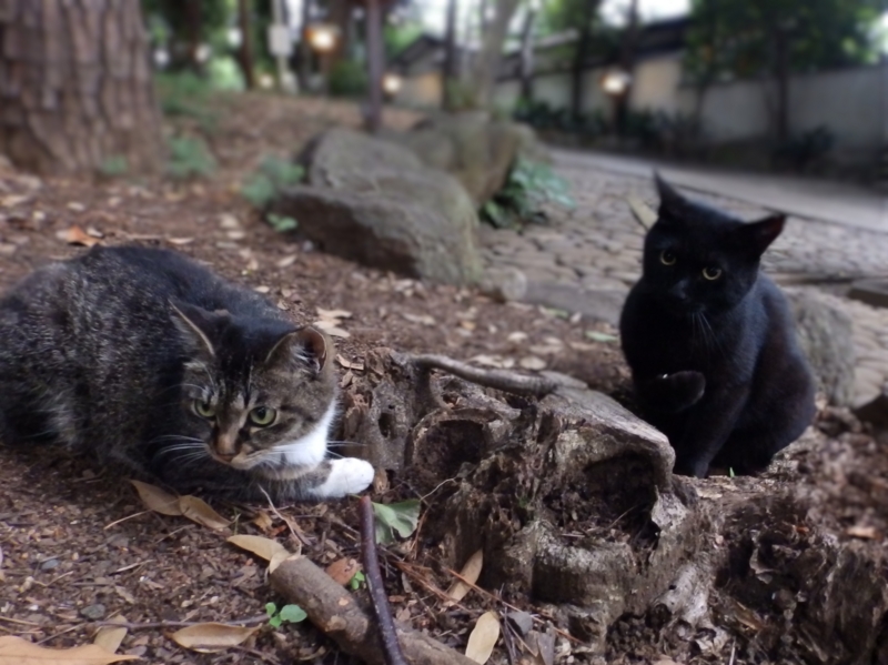 f:id:garadanikki:20150627171132j:plain