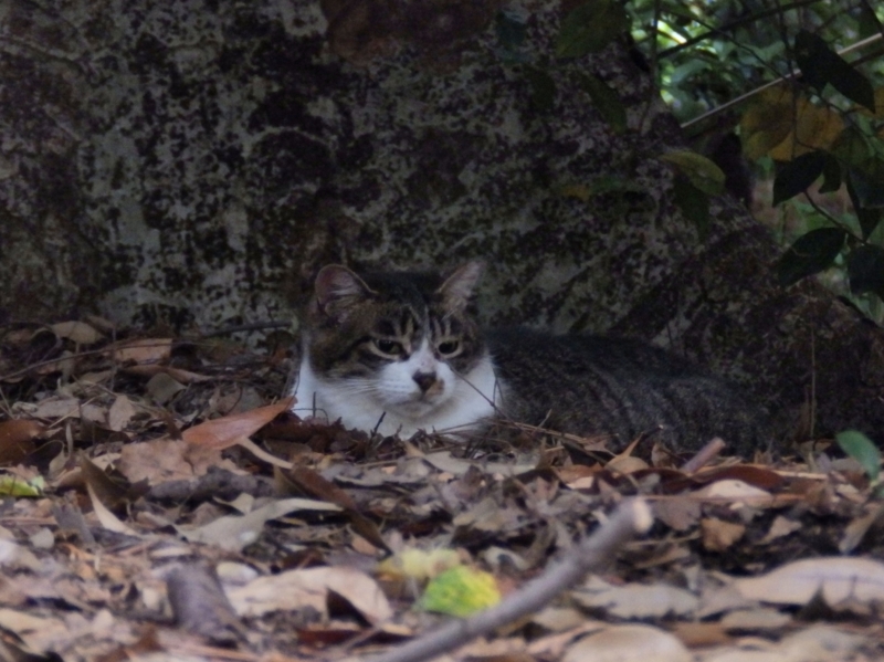 f:id:garadanikki:20150627171133j:plain