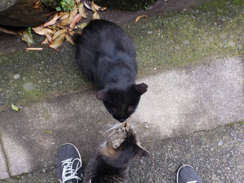 f:id:garadanikki:20150627224850j:plain