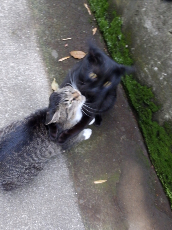 f:id:garadanikki:20150627224852j:plain