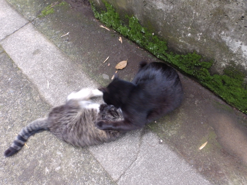 f:id:garadanikki:20150627224853j:plain