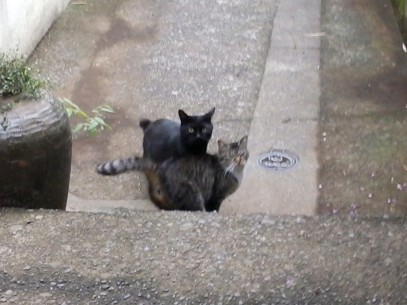 f:id:garadanikki:20150627224857j:plain