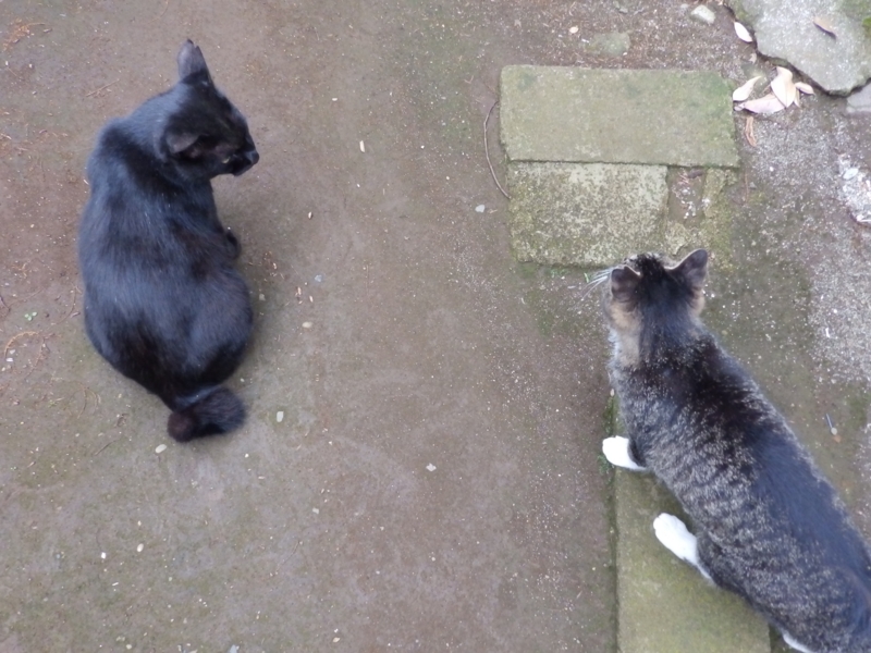 f:id:garadanikki:20150627224900j:plain