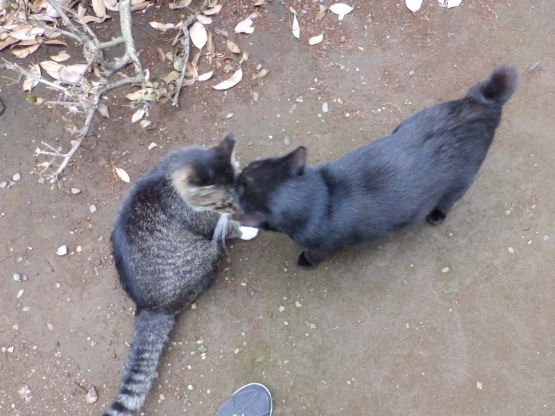 f:id:garadanikki:20150627224901j:plain