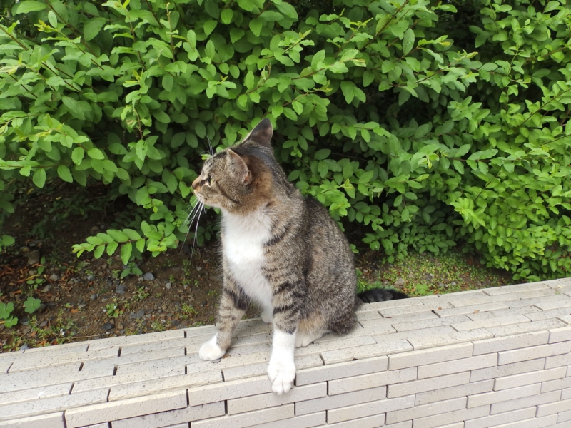 f:id:garadanikki:20150627225626j:plain