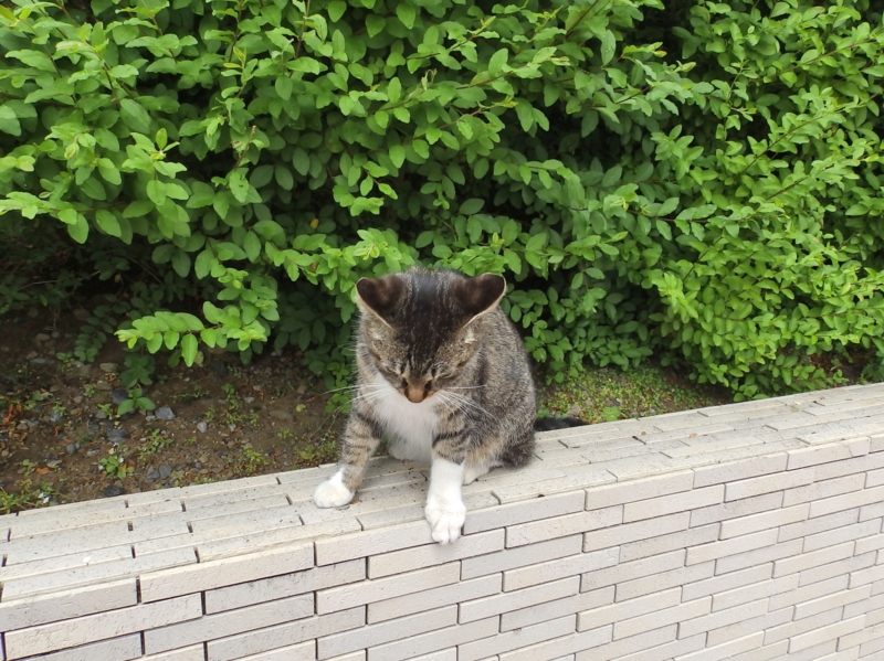 f:id:garadanikki:20150627225628j:plain