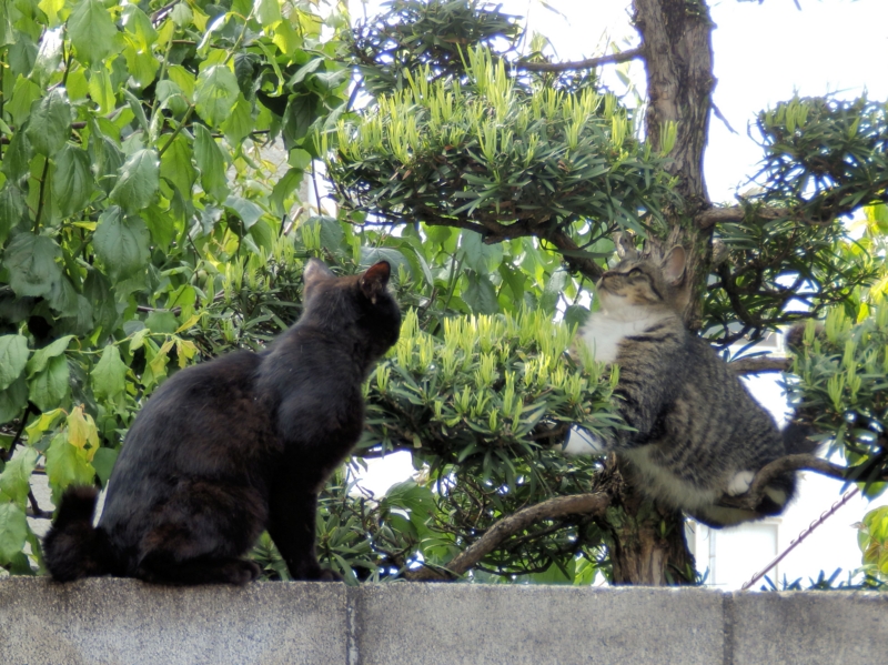 f:id:garadanikki:20150627225629j:plain