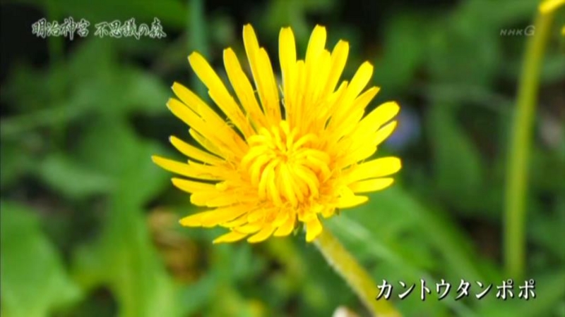 f:id:garadanikki:20150715132107j:plain