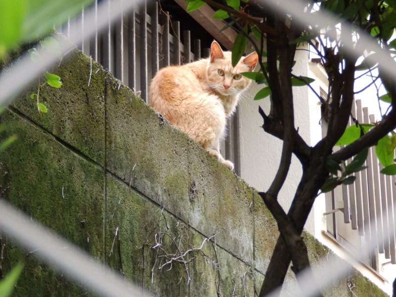 f:id:garadanikki:20150725124406j:plain