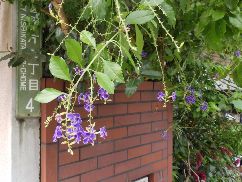 f:id:garadanikki:20150725124416j:plain