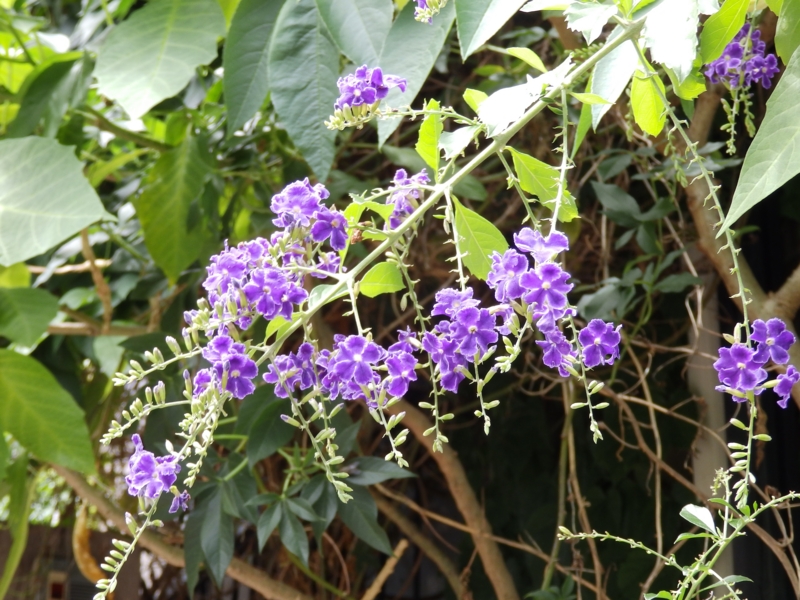 f:id:garadanikki:20150725124417j:plain