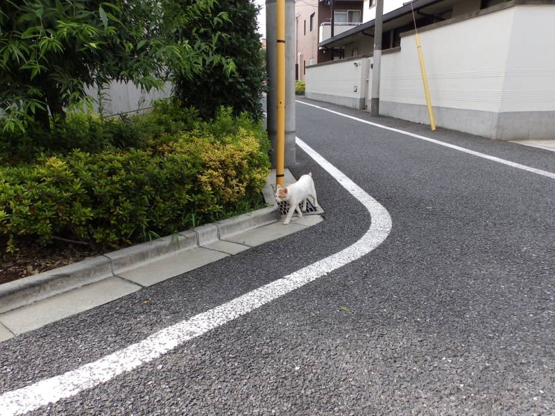 f:id:garadanikki:20150726121413j:plain