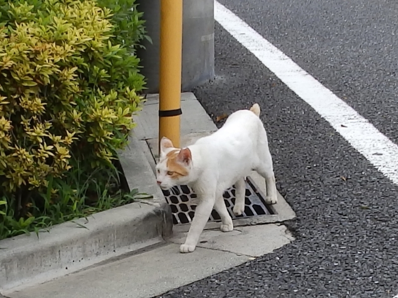 f:id:garadanikki:20150726121414j:plain