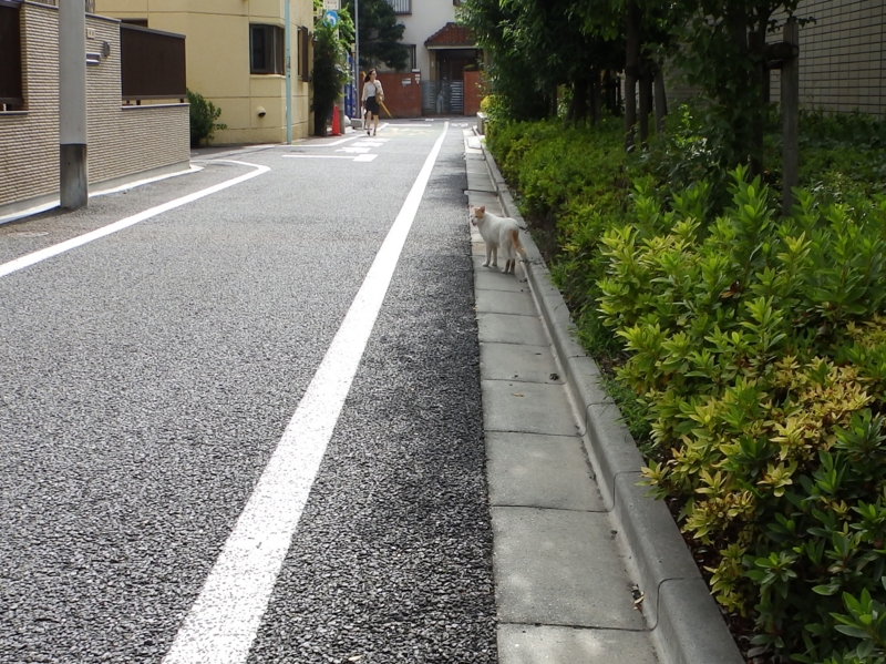 f:id:garadanikki:20150726121415j:plain
