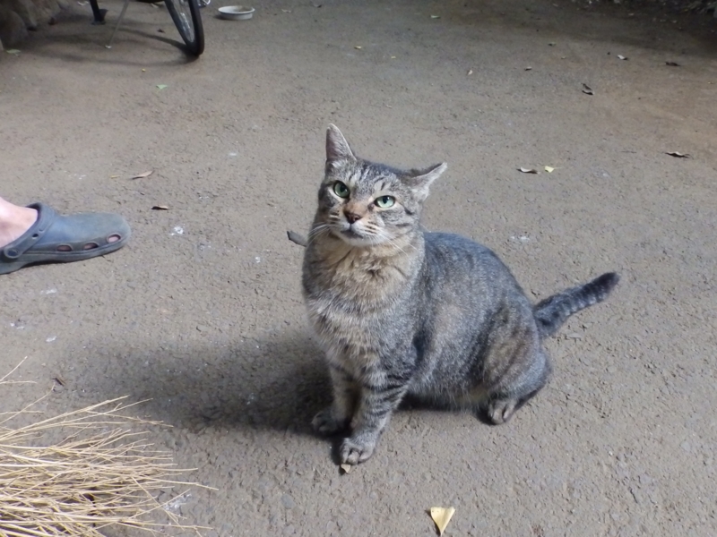 f:id:garadanikki:20150801125020j:plain