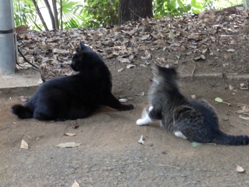 f:id:garadanikki:20150801125022j:plain