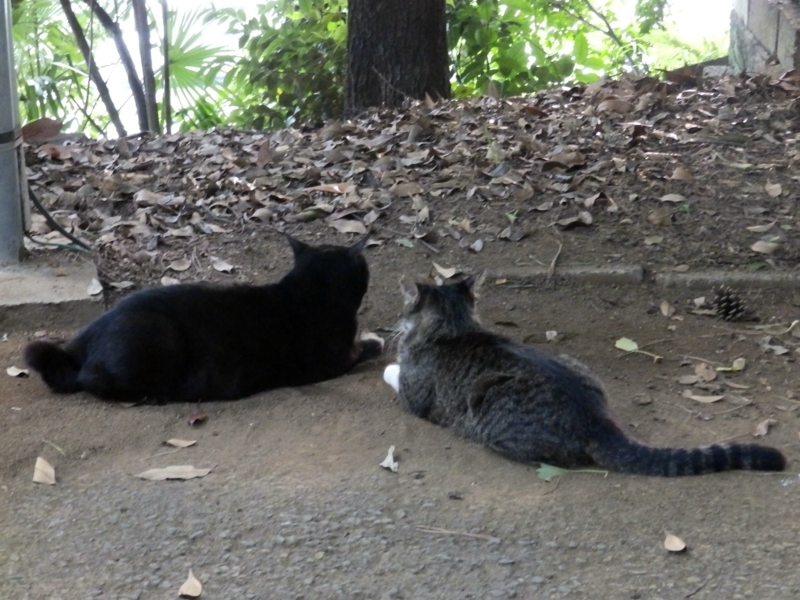 f:id:garadanikki:20150801125023j:plain