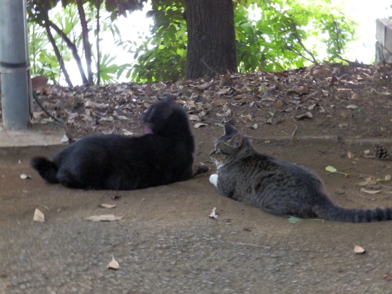 f:id:garadanikki:20150801125024j:plain