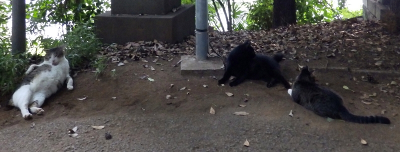 f:id:garadanikki:20150801125027j:plain