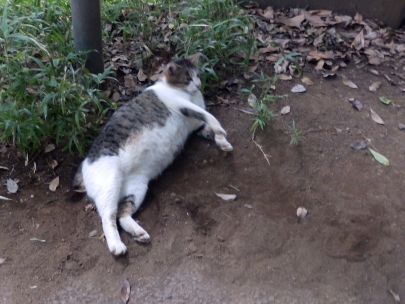 f:id:garadanikki:20150801125028j:plain