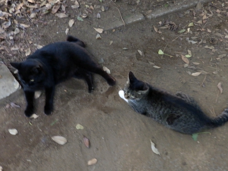 f:id:garadanikki:20150801125030j:plain