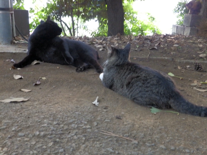 f:id:garadanikki:20150801125035j:plain