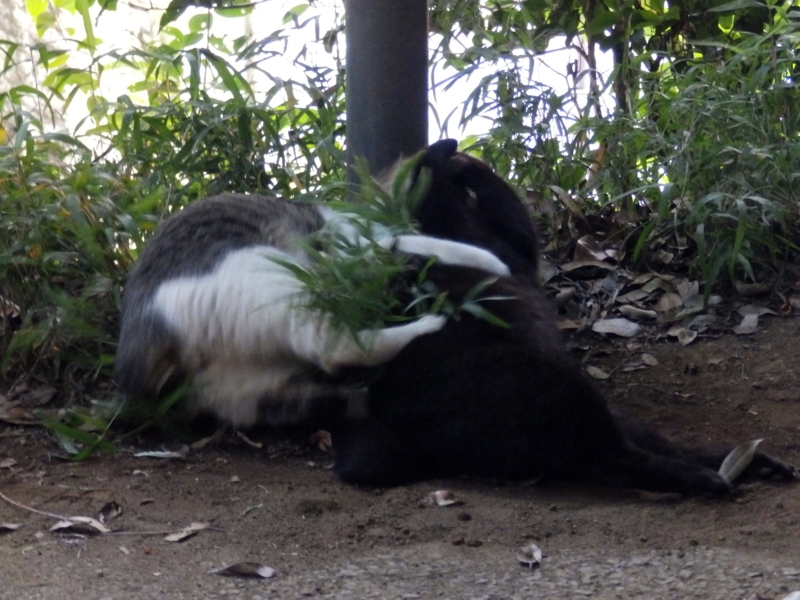 f:id:garadanikki:20150801125036j:plain