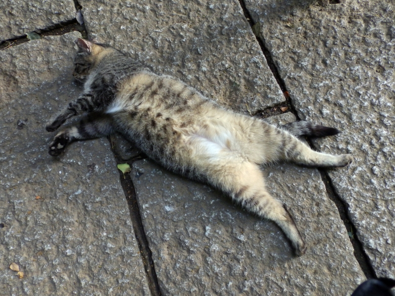 f:id:garadanikki:20150824092025j:plain