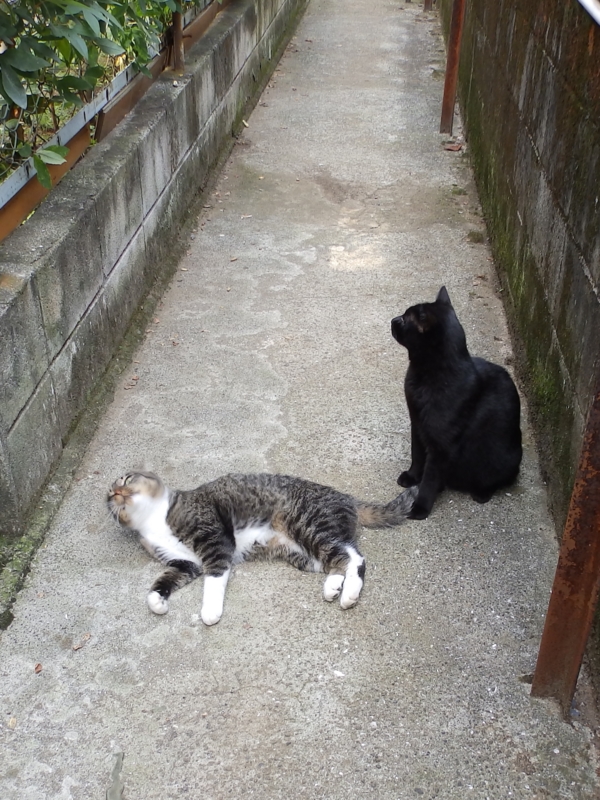 f:id:garadanikki:20150921135356j:plain