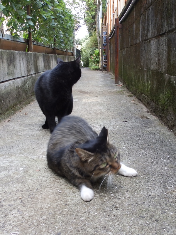 f:id:garadanikki:20150922131815j:plain