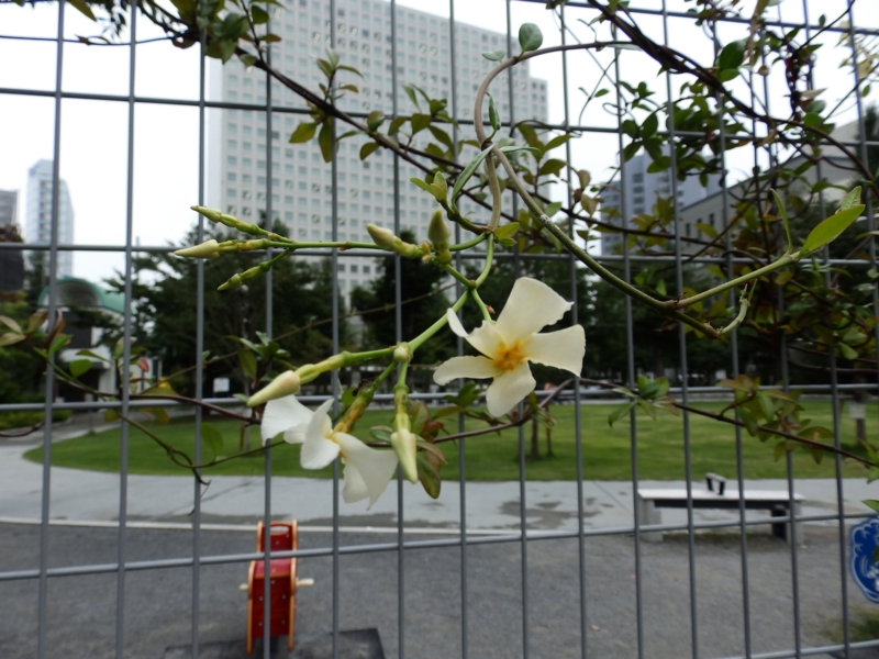 f:id:garadanikki:20151010115302j:plain