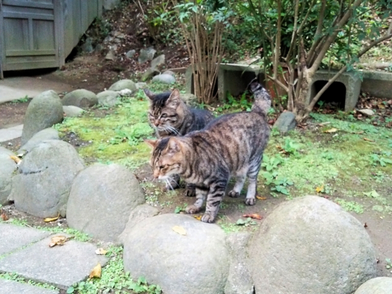 f:id:garadanikki:20151026102532j:plain